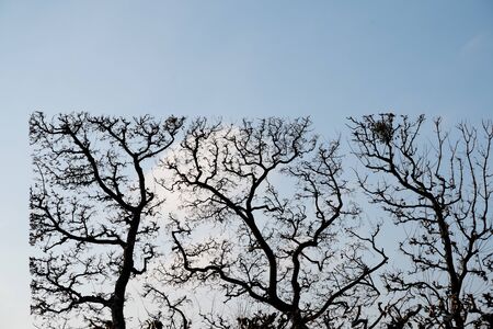 front view of straight line clearly cut branches of trees in a park with blue sky in the background