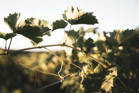 closeup of vineyard leaves in the light of the morning sun