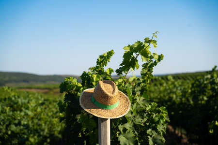 front view of straw wicker hat with green textile scarf band hanging on a pole in a vineyard and blue skyの写真素材