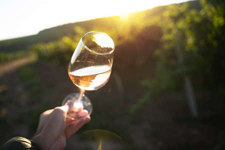 perspective point of view closeup of Caucasian male hand holding a glass of rose wine in the morning sunlight and sun flares with green vineyard in the backgroundの写真素材
