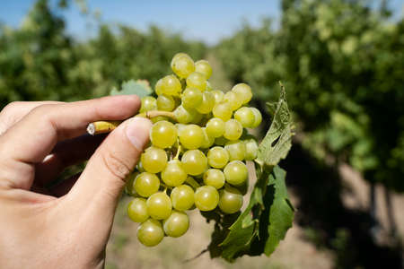 perspective point of view closeup of Caucasian male hand holding a bunch of green wine grapes with...