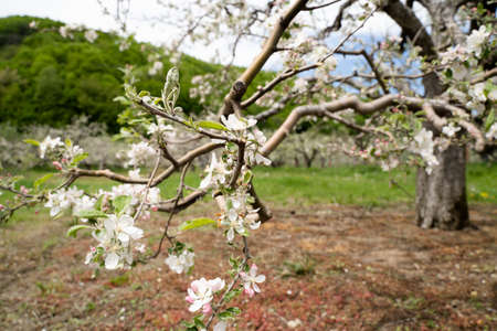 closeup of white blossom apple flower on tree branch with fruit orchard in the background in spring seasonの写真素材