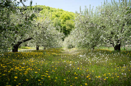 perspective view of blossomed apple trees row arranged in fruit orchard with green grass meadow during may spring seasonの写真素材