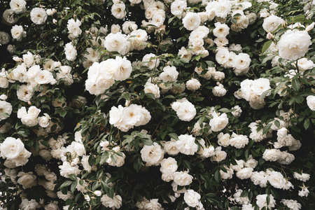 front view closeup of background texture of white rosesの写真素材