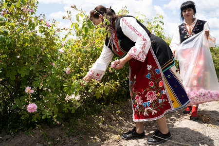 Kazanlak, Bulgaria - June 5, 2021: Young women in black traditional Bulgarian clothing gather pink...