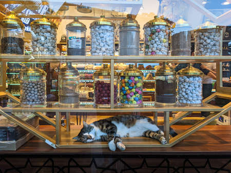 ISTANBUL, TURKEY - JULY 15, 2021: Stray cat sleeping relaxed under colorful candy jars in the shop window of a sweets shop in the Grand Bazaarのeditorial素材