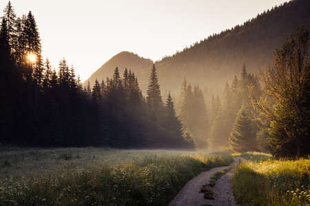 beautiful landscape view of countryroad across a green meadow with morning mist surrounded by forest at sunriseの写真素材