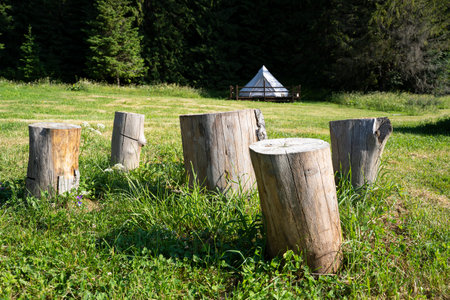front view closeup of sitting wooden logs trunk in green grass outdoor camping meadow