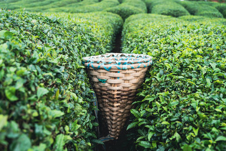 side view closeup of traditional harvesting wicker conical basket on rows of Turkish black tea plantations in Cayeli area Rize provinceの写真素材