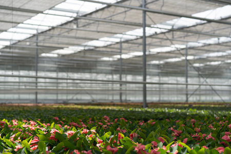 A spacious greenhouse with rows of pink flowers illuminated by natural lightの写真素材