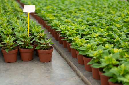 Side view of neatly aligned potted plants with green leaves and tag in a greenhouse settingの写真素材