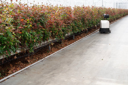A large greenhouse featuring rows of plants and an automated farming robot on the pathwayの写真素材