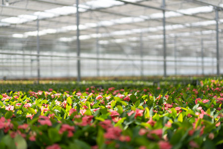 A focused view of pink blooming flowers with green leaves in a large greenhouse during daylight