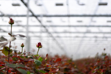 A closeup view of a single red flower in a modern greenhouse environmentの写真素材
