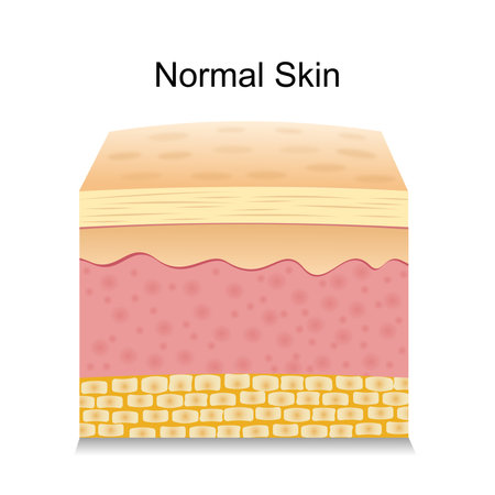 Normal skin vector isolated on white background. normal skinのイラスト素材