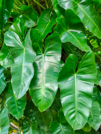 Philodndron is an ornamental plant in a large and shiny leaf. The leaves of Filo Dandon are slender and clear in the middle of the leaf.の写真素材