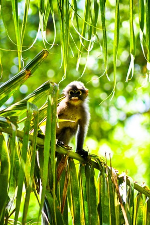 A small langur on coconut tree の写真素材
