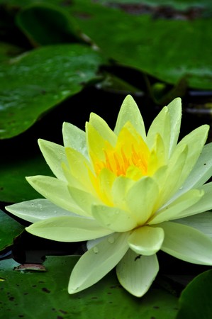 Blossom yellow lotus flower in the pondの写真素材