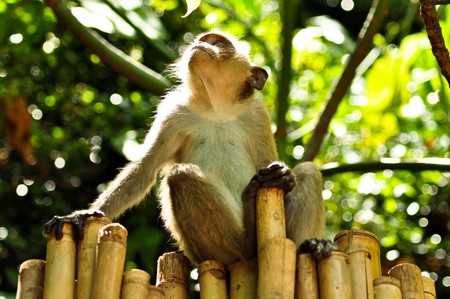 Little Monkey sitting on a bamboo fentの写真素材