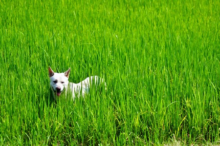 White dog in the rice fieldの写真素材