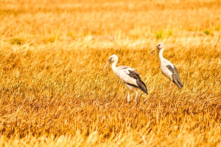 Openbills in the dry rice field.の写真素材