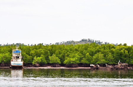 Mangrove forest scene,Thailandの写真素材