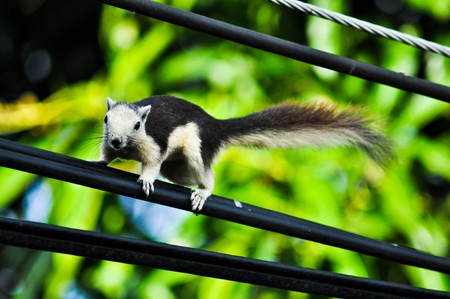 Squirrel on the cableの写真素材