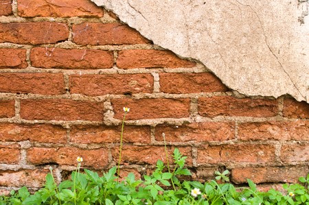 Old brick wall with wild daisyの写真素材