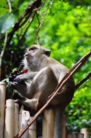 Monkey sitting on a bamboo fent.の写真素材