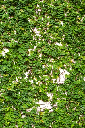 Creeping Fig on the white wallの写真素材