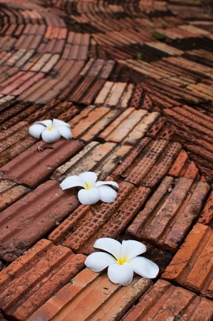 Frangipani flower on old orange brick walkwayの写真素材