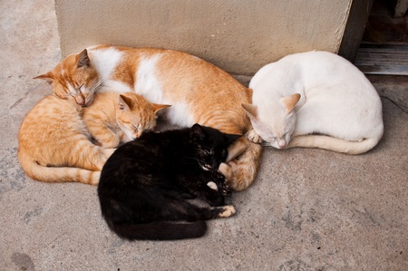 Cats and kitten  and sleepingの写真素材