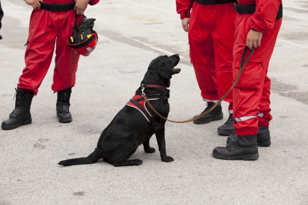 rescue dogの写真素材