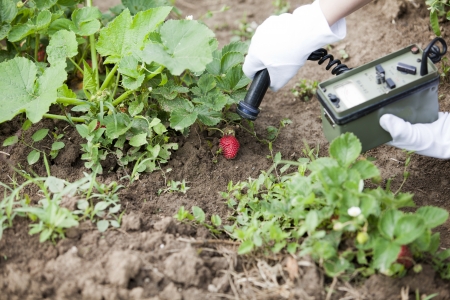 measuring radiation levels of strawberries
