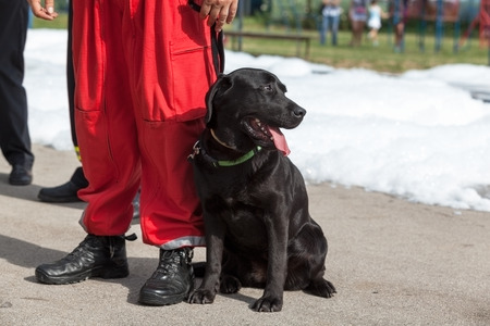 Search and rescue dog. Black Labrador Retriever.の写真素材