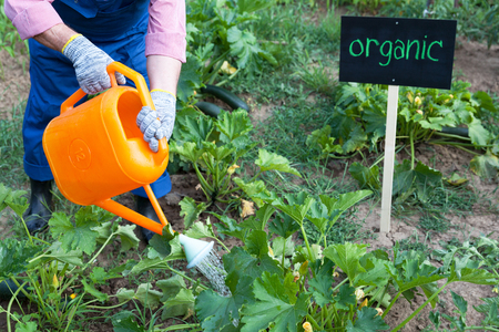 Organic vegetable gardenの写真素材