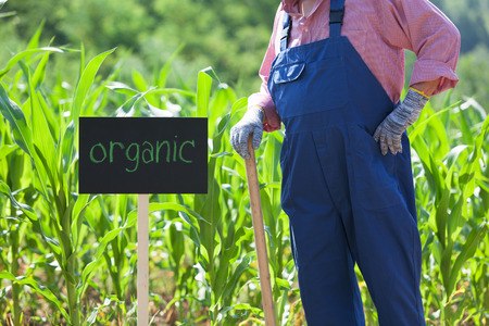 Organic corn fieldの写真素材