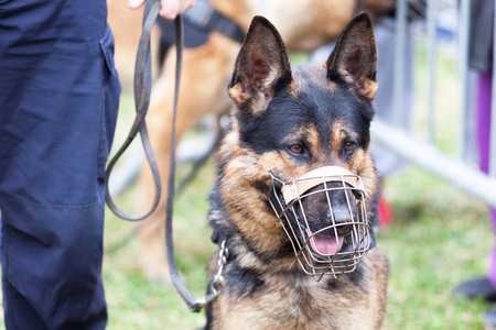 Policeman with a police dogの写真素材