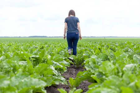 The cultivation of sugar beet