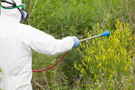 Man using herbicide to spray ragweed in a field