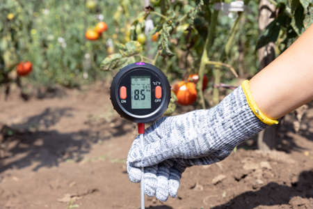 Measuring soil pH, environmental illumination and humidity in a vegetable gardenの写真素材