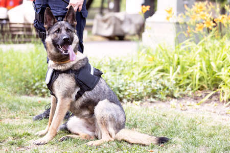Policewoman with German shepherd police dog