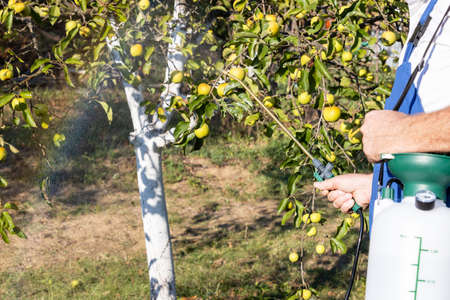 Spraying fruit tree with homemade organic pesticides or insecticidesの写真素材