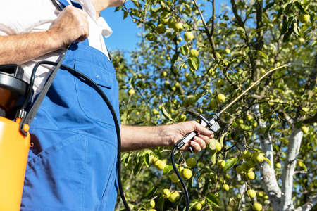 Spraying fruit tree with homemade organic pesticides or insecticidesの写真素材