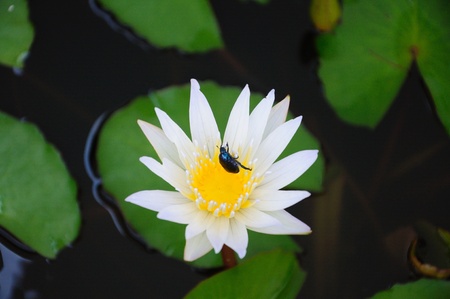 lotus