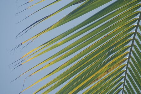 Palm Leafの写真素材