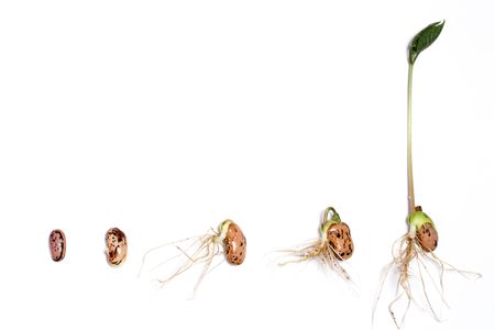 Stages of germination of a runner bean.の写真素材