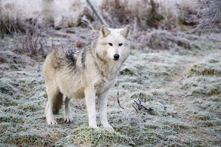 Wolf posing for the camera on a frosty day