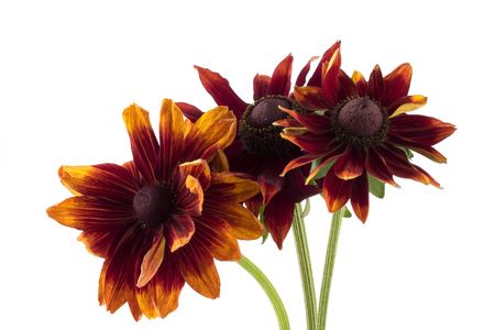 Three rudbeckia flowers on a white background.の写真素材