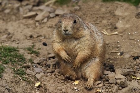 Fat prairie dog begging for food